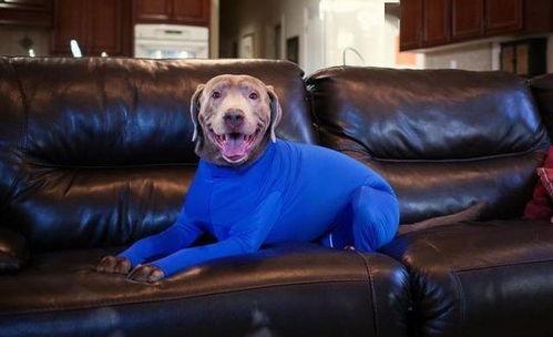 史蒂夫训犬爆料视频大全,视频大全背后的训练秘诀